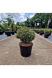 Pinus mugo Benjamin C11 Lit. 30/+ cm Krogla