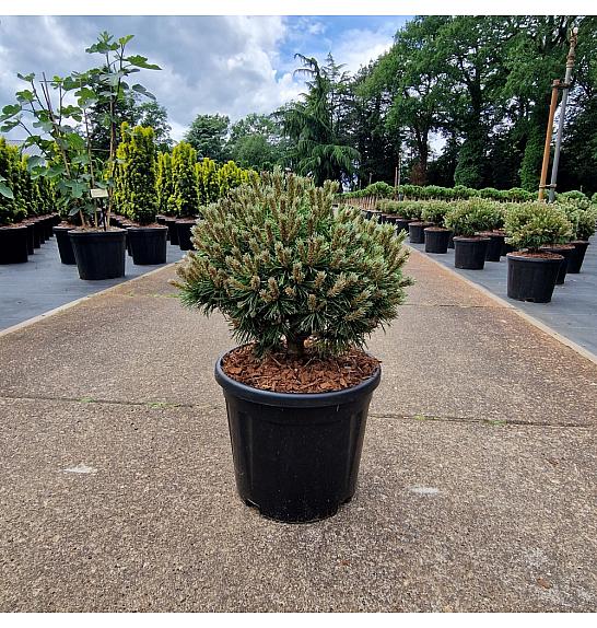 Pinus mugo Benjamin C11 Lit. 30/+ cm Krogla