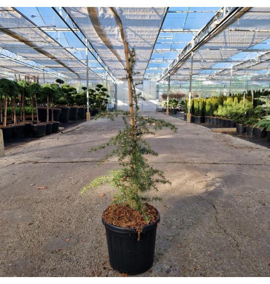 Cedrus libani Dino C15 Lit. 50-60 cm