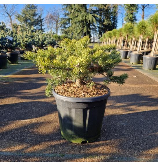 Pinus banksiana Velda C15 Lit. 40-50 cm