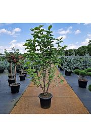 Magnolia Galaxy deep pink C25 Lit. 110-120 cm