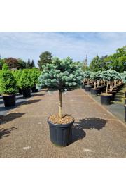 Picea pungens glauca globosa C18 Lit. Na steblu 40 cm Krošnja 40-45 cm