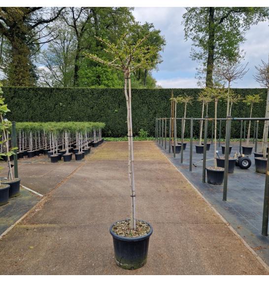 Ginkgo biloba Mariken C65 Lit. Na steblu 150 cm Krošnja 60-70 cm