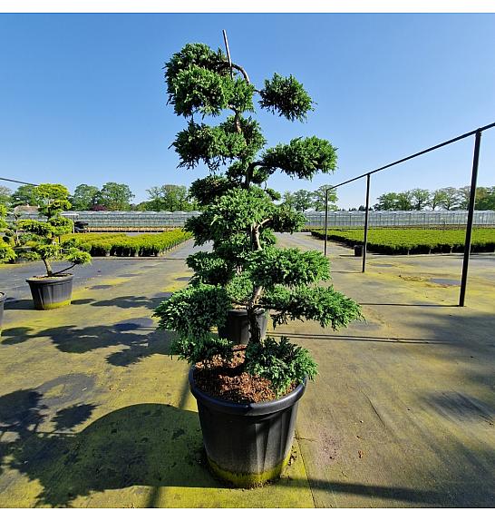 Juniperus squamata Blue Carpet C110 Lit. 140-160 cm Bonsai