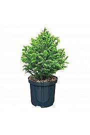 Cryptomeria japonica Vilmorin Gold C2.5 lit. 20-25 cm