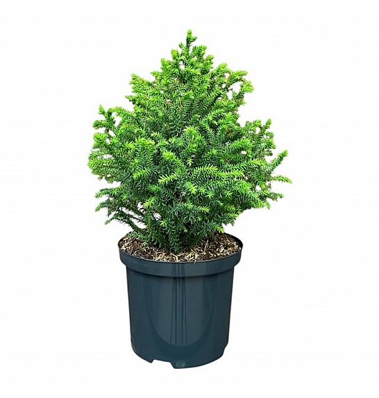 Cryptomeria japonica Vilmorin Gold C2.5 lit. 20-25 cm