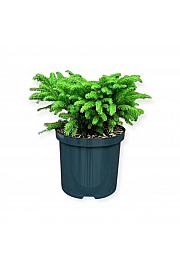 Picea abies Nidiformis C2,5 lit. 20-25 cm