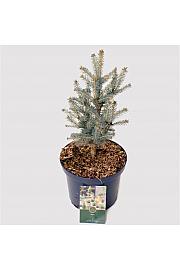 Picea pungens 'Blue Diamond' C2.5 Lit. 20-25 cm