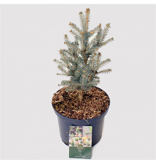 Picea pungens 'Blue Diamond' C2.5 Lit. 20-25 cm