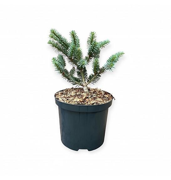 Abies koreana Blue Emperor C2,5 lit. 15-20 cm