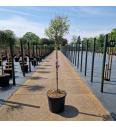 Syringa meyeri Pink Perfume ® C20 Lit. Na steblu 80 cm