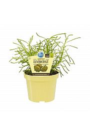 Lippia citriodora; Narančasta verbena; Ø12; 690038; PLAVA