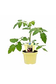 Lycopersicon esculentum L.; Tamnoplavi orao; Ø12; 690039; PLAVO