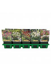 Armeria mix Ø11