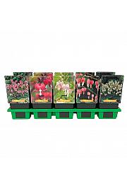 Dicentra spectabilis mix Ø11