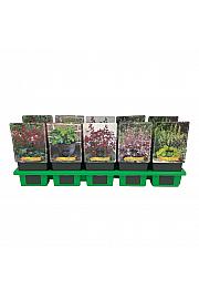 Heuchera mix Ø11