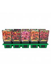 Delosperma mix Ø11