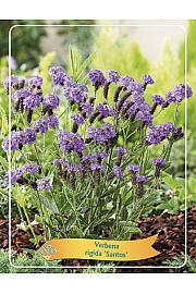 Verbena rigida Santos Ø11