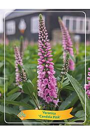 Veronica Candela Pink Ø11