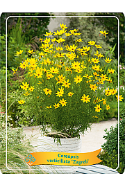 Coreopsis verticillata Zagreb Ø11