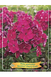 Phlox paniculata Bambini® Cherry Crush Ø11