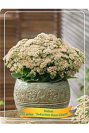 Sedum telephium Seduction Rose Charm Ø11