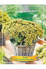 Sedum telephium Seduction Yellow Delicat Ø11