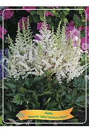 Astilbe chinensis Little Visions in White® Ø11
