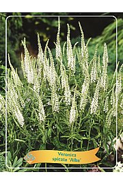 Veronica spicata AlbaØ11
