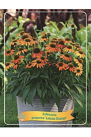Echinacea Lakota Orange Ø11