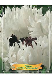 Papaver orientale White Ruffles Ø11