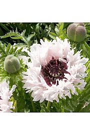 Papaver orientale White Ruffles Ø11