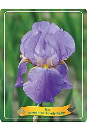 Iris germanica Lovely Again Ø11