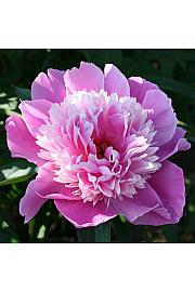 Paeonia lactiflora Madame Furtado Ø11