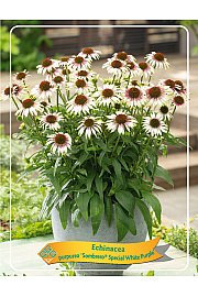 Echinacea Sombrero® Special White Purple Ø11