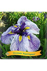 Iris Royal Pageant C5 Lit.
