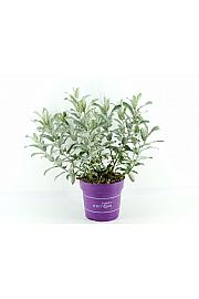 Salix Iceberg Alley C3 Lit. 35-55 cm