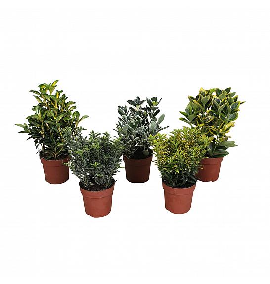 Euonymus Ø10,5 cm