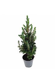 Picea glauca conica C1 Lit. 45-50 cm