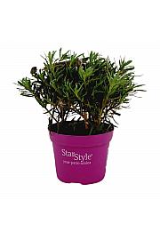 Japanska azaleja Starstyle ® Jorgovana Ø10,5 cm
