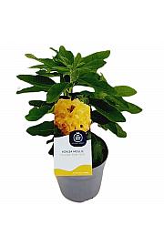 Azalea mollis Yellow Pom Pom C1,5 Lit. 15-25 cm