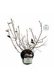 Vaccinium corymbosum Bluegold C2 Lit. 20 cm