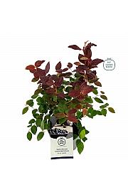 Vaccinium corymbosum Blue Suede C2 Lit. 20 cm