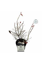 Vaccinium corymbosum Denise C2 Lit. 20 cm