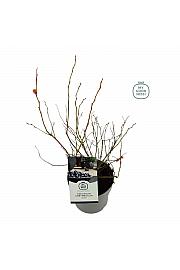 Vaccinium corymbosum Duke C2 Lit. 20 cm