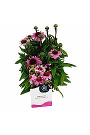 Ehinacea PickUp Purple C2 Lit. 20 cm