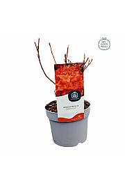 Azalea mollis Nabucco C2 Lit. 20-30 cm