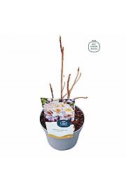 Azalea mollis Persil C2 Lit. 20-30 cm