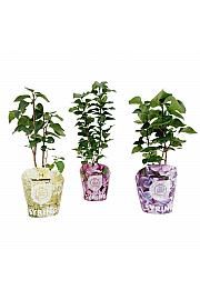 Syringa vulgaris Mix lončanica C2 Lit. 20 cm