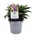 Budleja davidii Leptir Slatki Little Lilac ® C3 Lit 25-30 cm